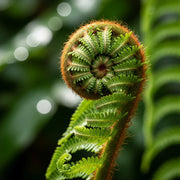 3ft Hardy Tree Fern | Dicksonia antarctica